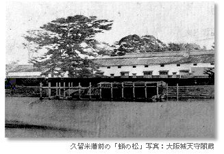 久留米藩前の「蛸の松」写真